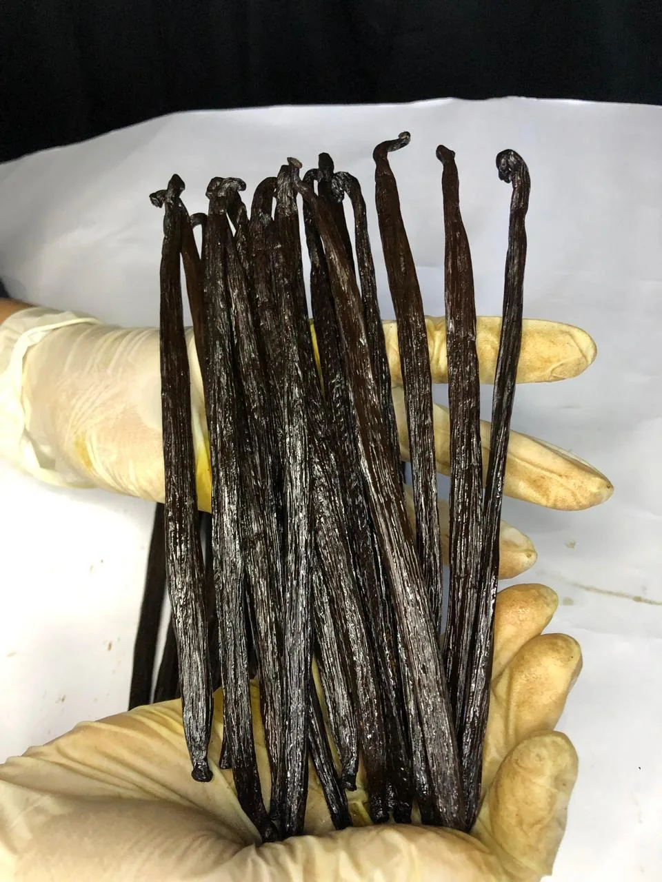 Cured vanilla beans held in gloved hands