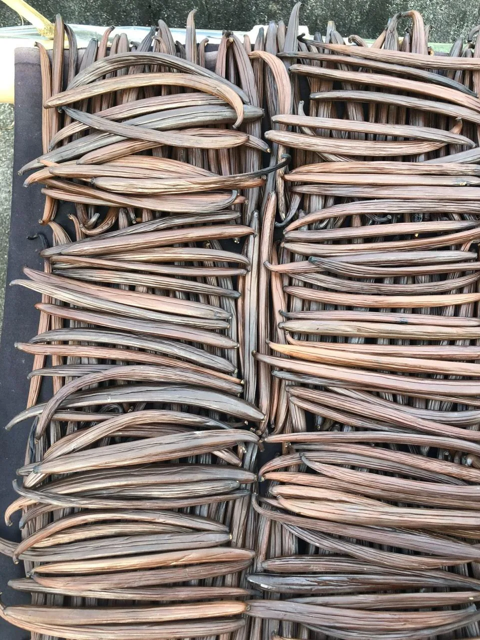 Vanilla pods laid out on bamboo trays during curing