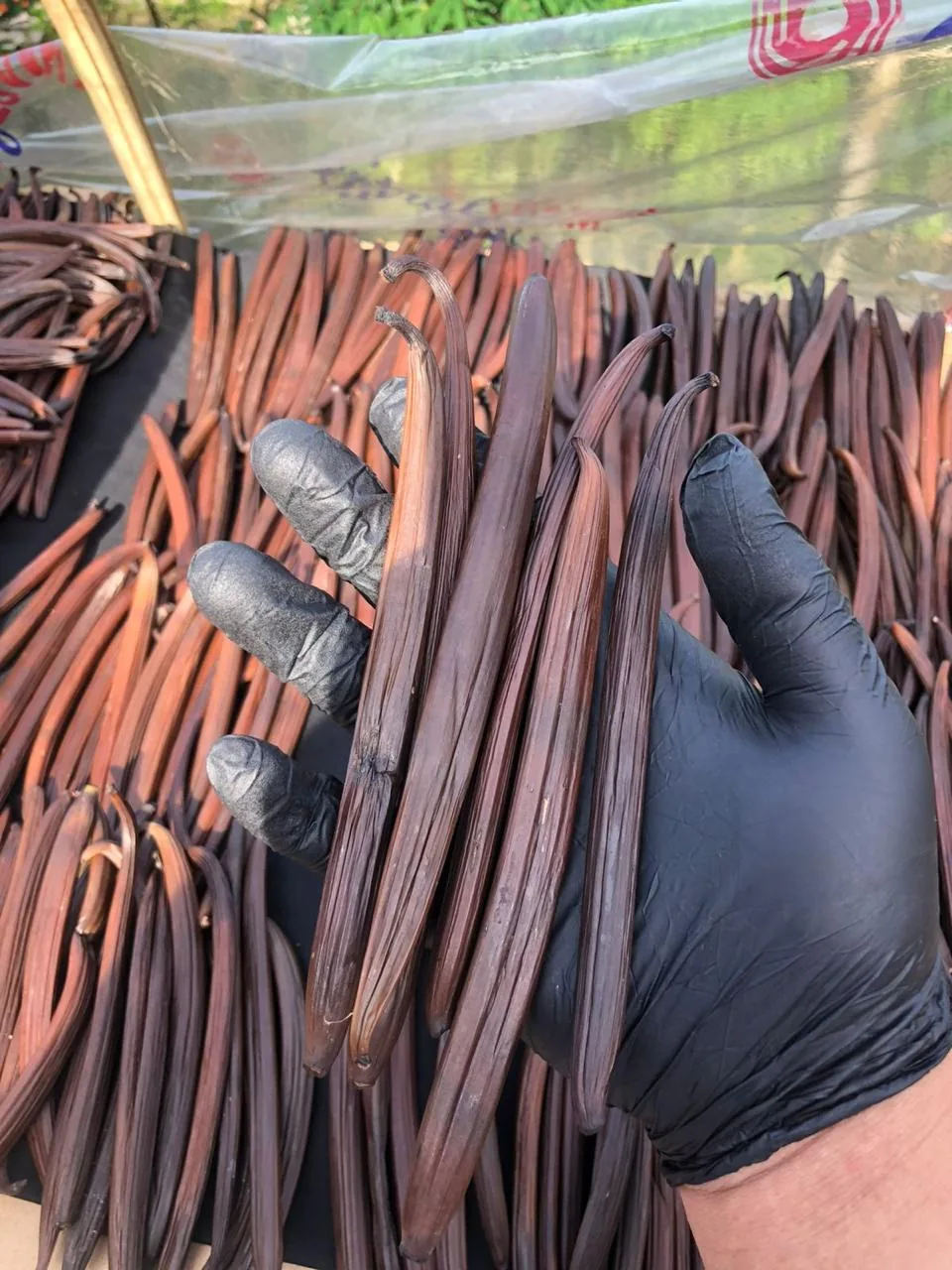 Partly cured, reddish-brown vanilla pods in a gloved hand