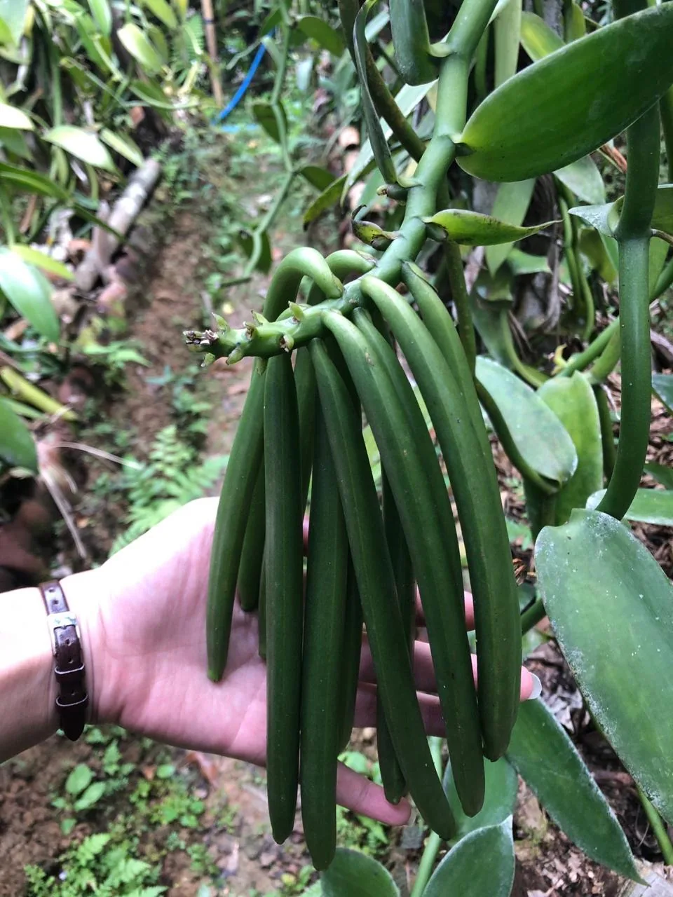 Green vanilla pods hanging from the plant