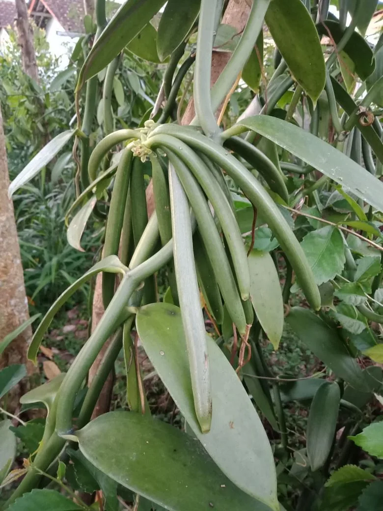 Young vanilla pods and flowers on the vine